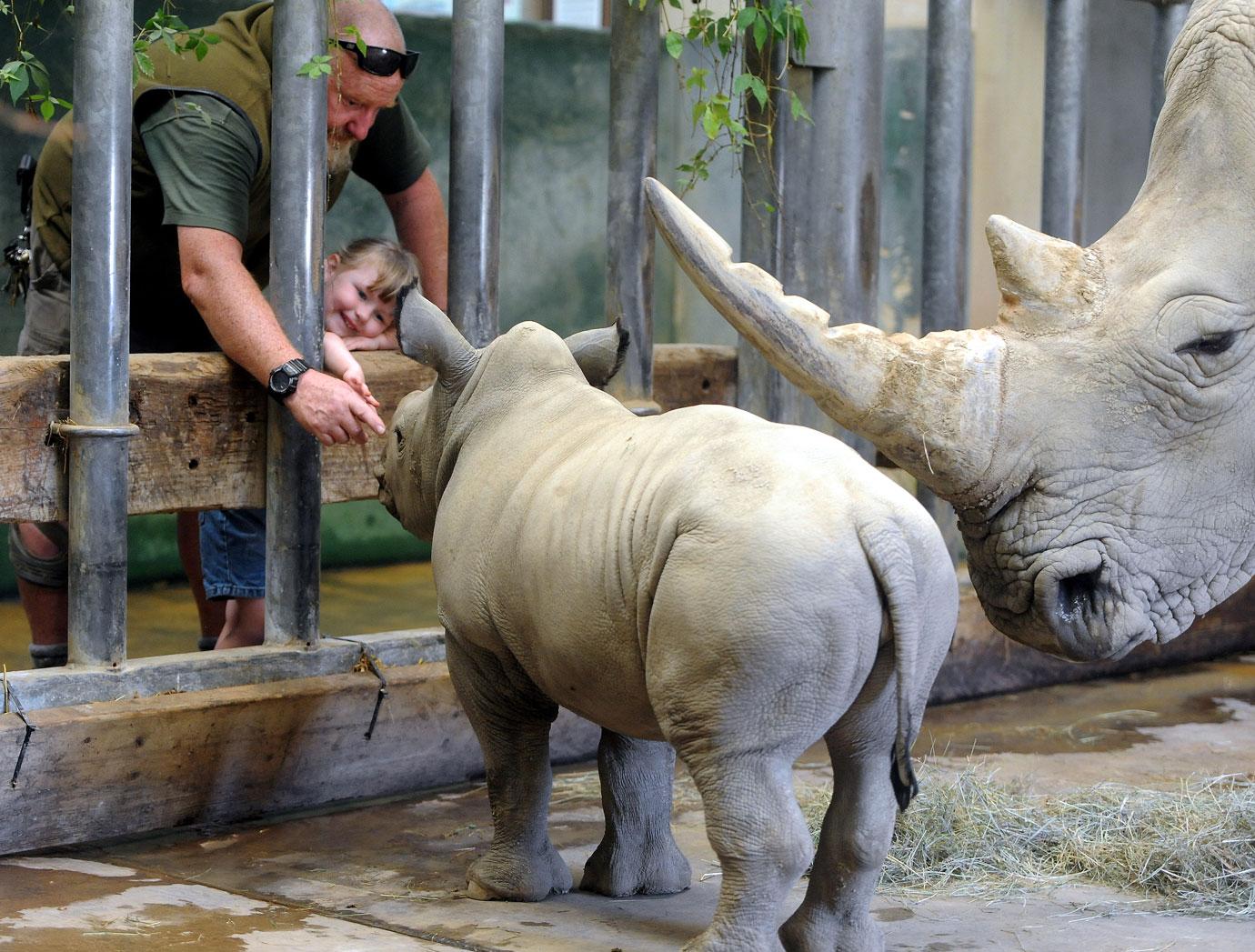 baby rhino molly at wildlife park