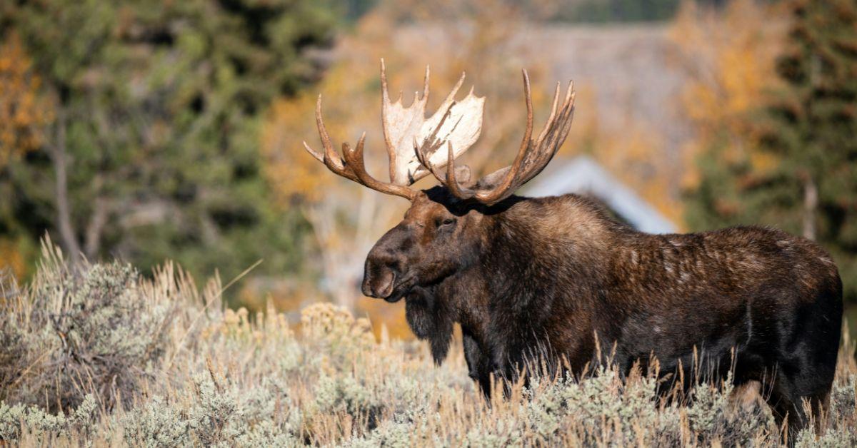 image of Moose are beautiful but can be very dangerous to humans.