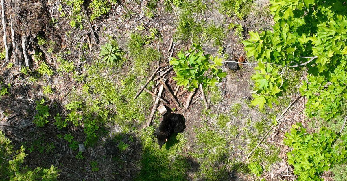 Image of After the lid was cut off his neck, the young black bear was released into the wild.