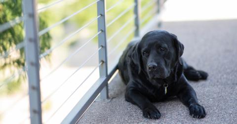 american kennel club top dog breeds