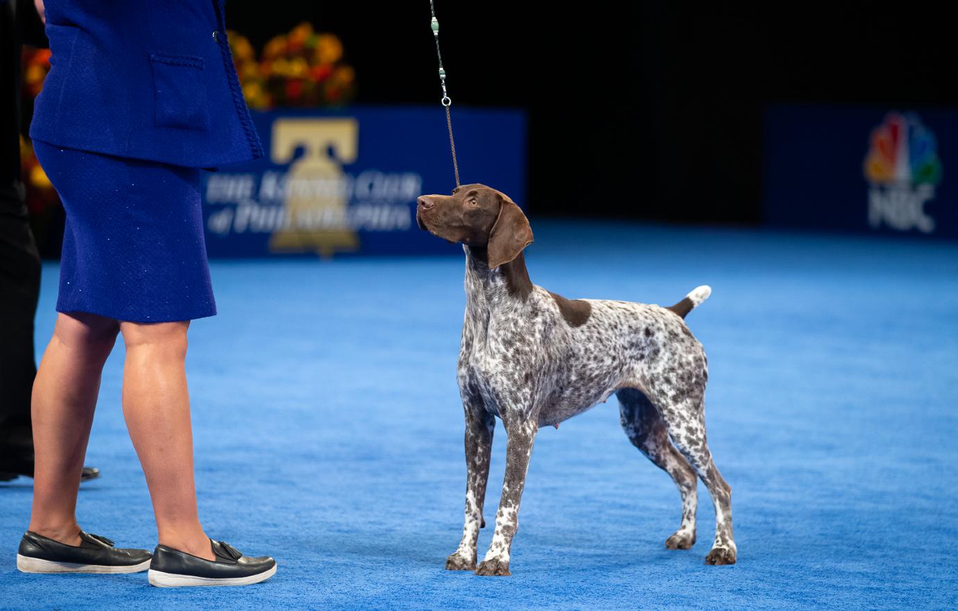 National dog show hot sale german shorthaired pointer