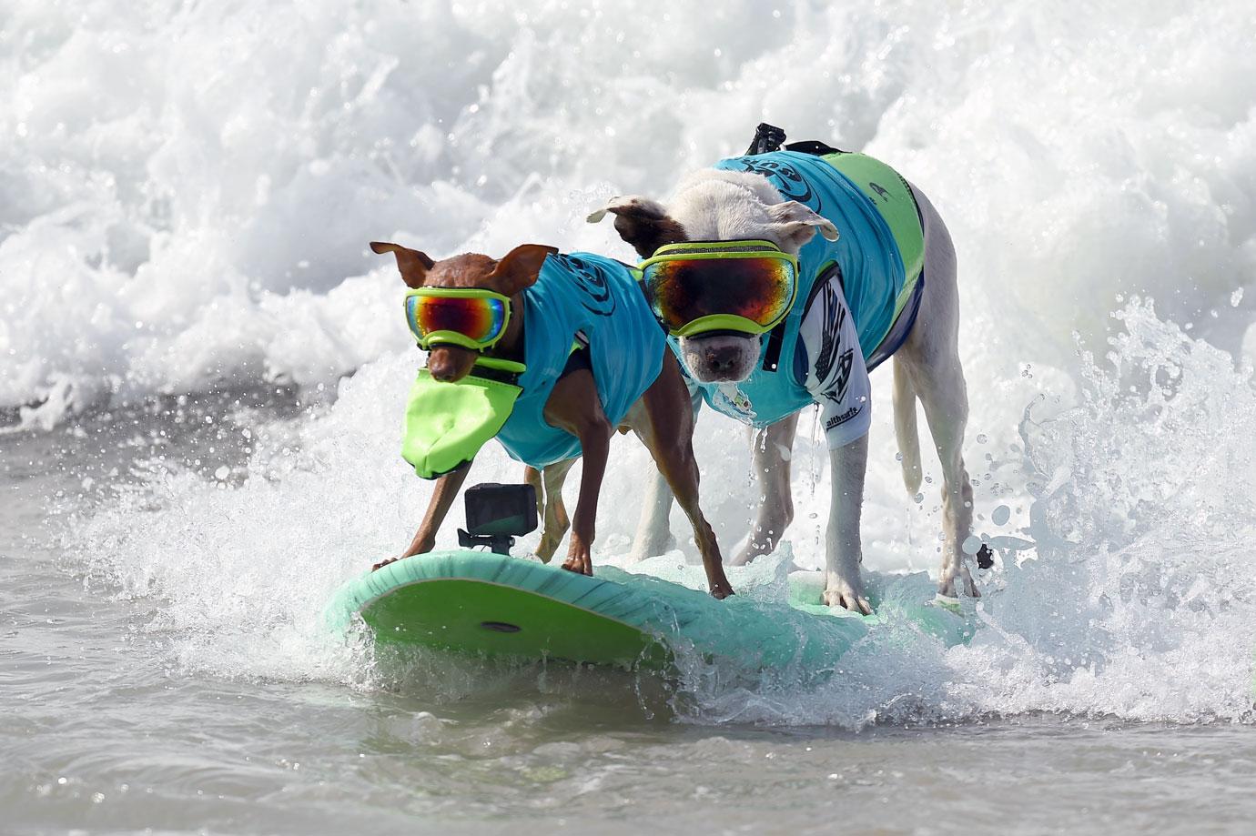 surf city surf dog competition