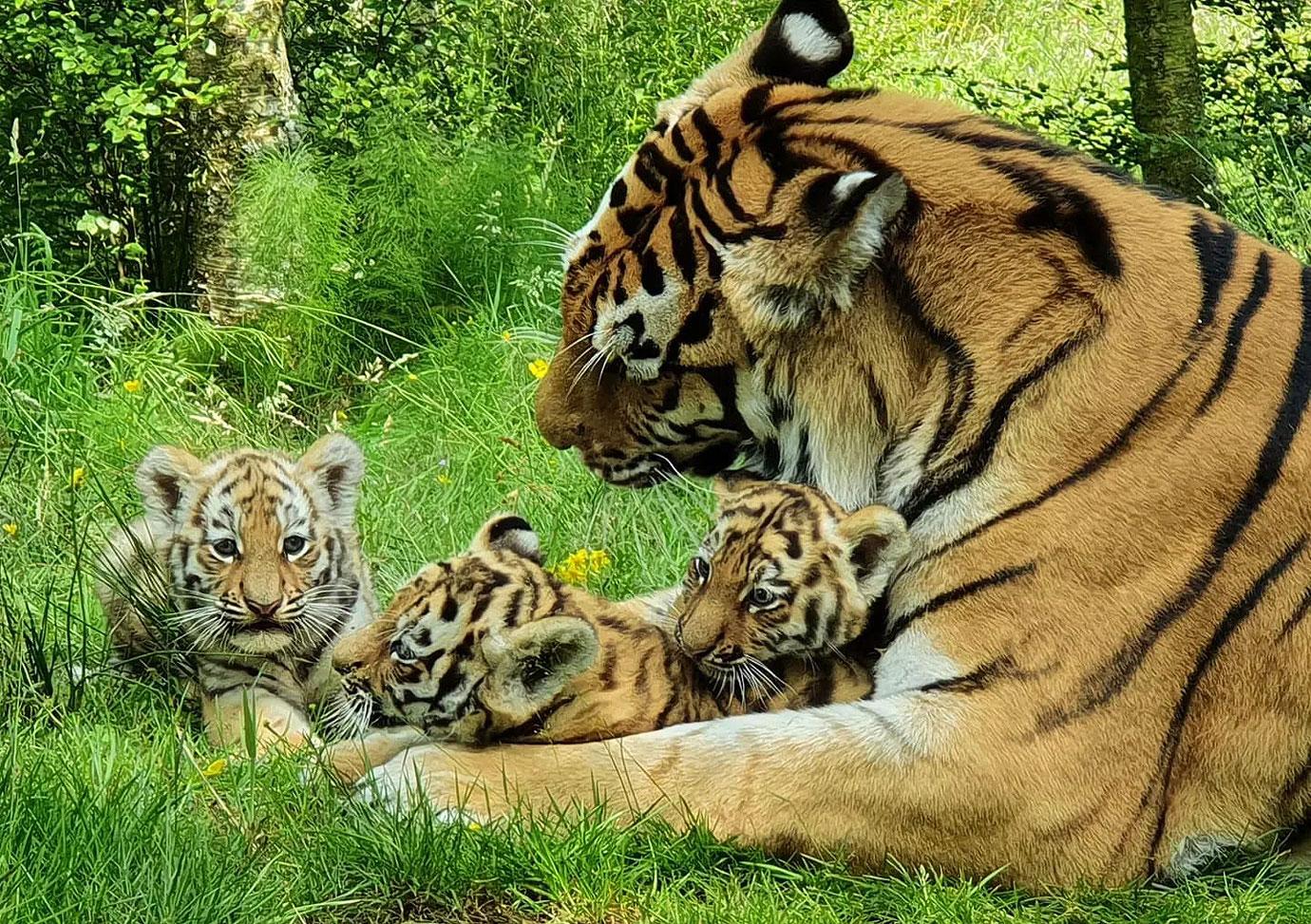 royal zoological society of scotland announces names of  endangered amur tiger cubs