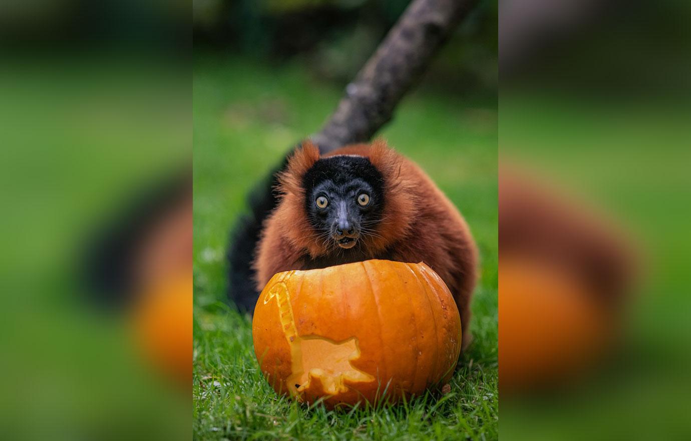 animals at chester zoo get into the spooky spirit this halloween