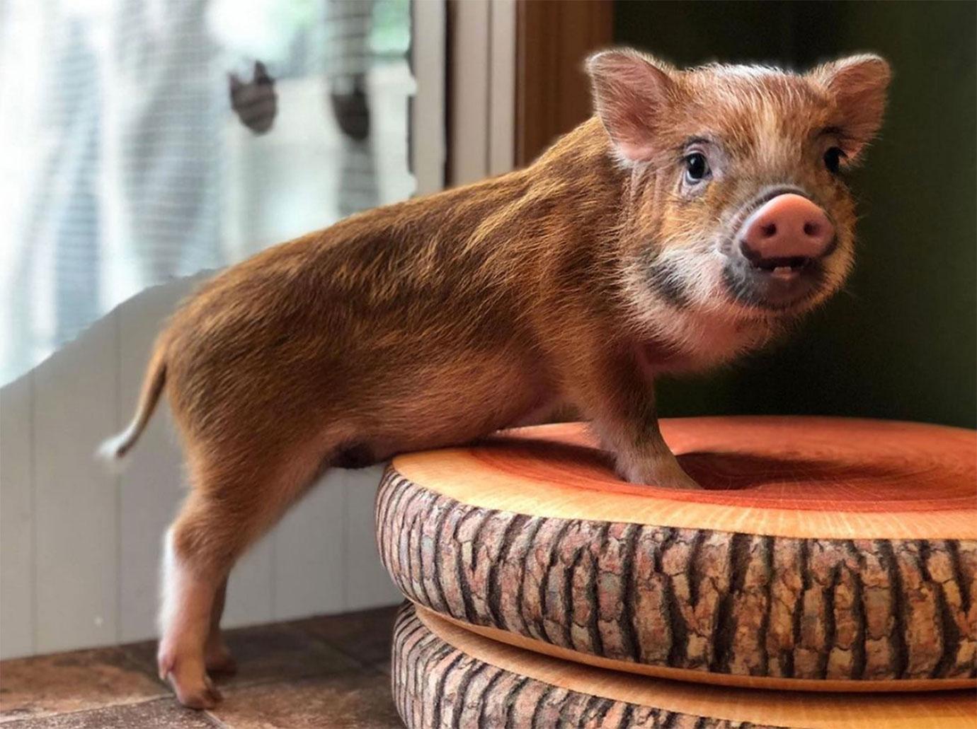 micro pigs at cafe in japan