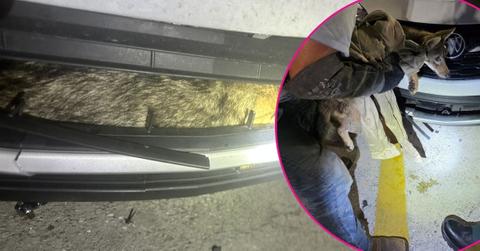 Image of A coyote in Florida survived a car crash, nestling into the vehicle's bumper.