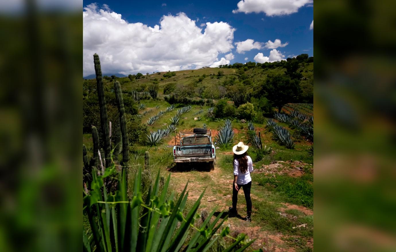 shirley  credit mezcal campante interstudio