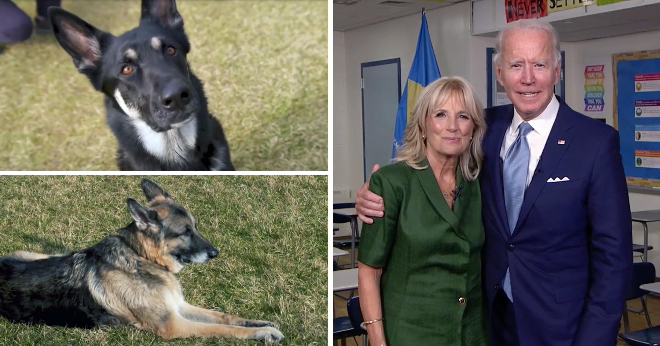 jill biden joe biden dogs settled white house mh