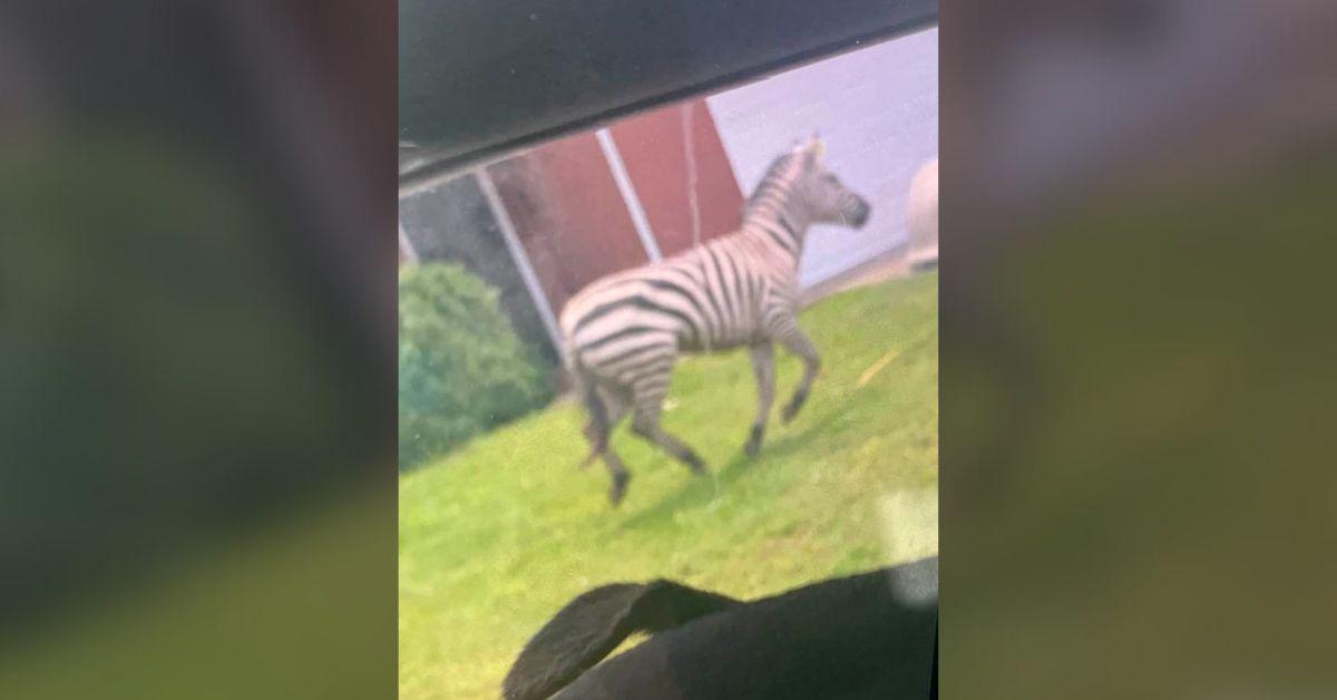 Image of Ed the zebra is pictured here on the run from the police.
