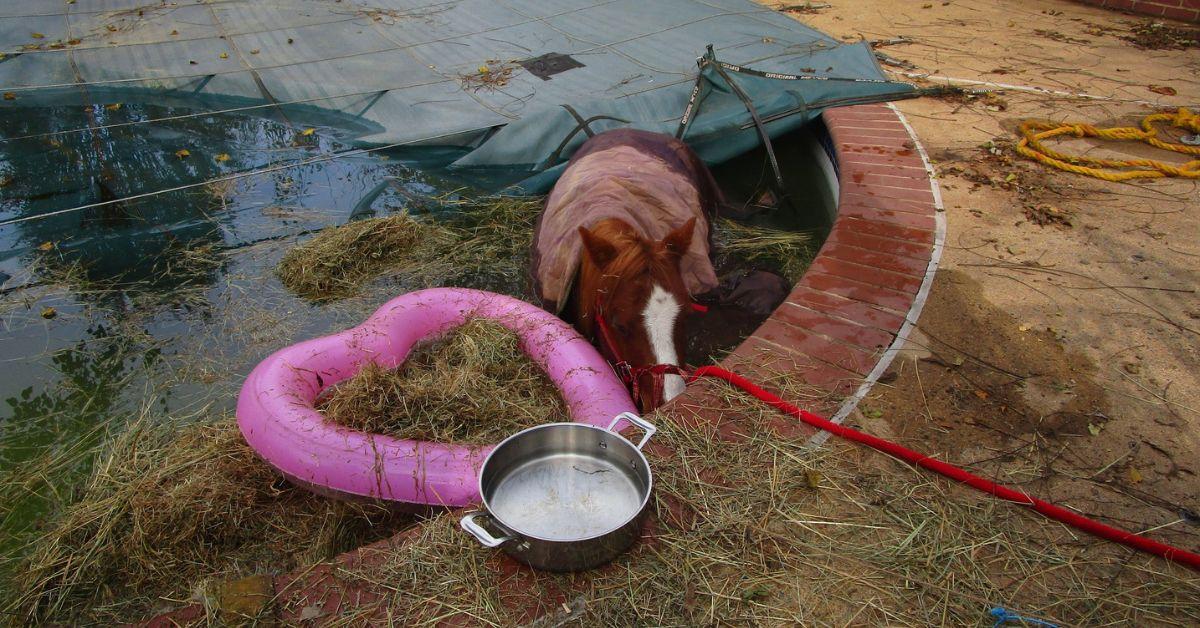 Image of The rescue team found the horse calmly waiting for help in the pool.