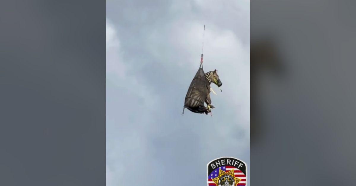 Image of Ed was transported from the Tennessee skies to an animal trailer that brought him home.