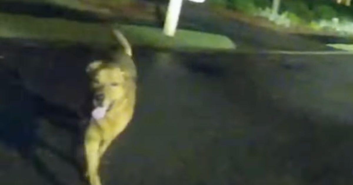 Image of Eeyore approached Deputy Miller's car to lead her to his grandma who had taken a fall.