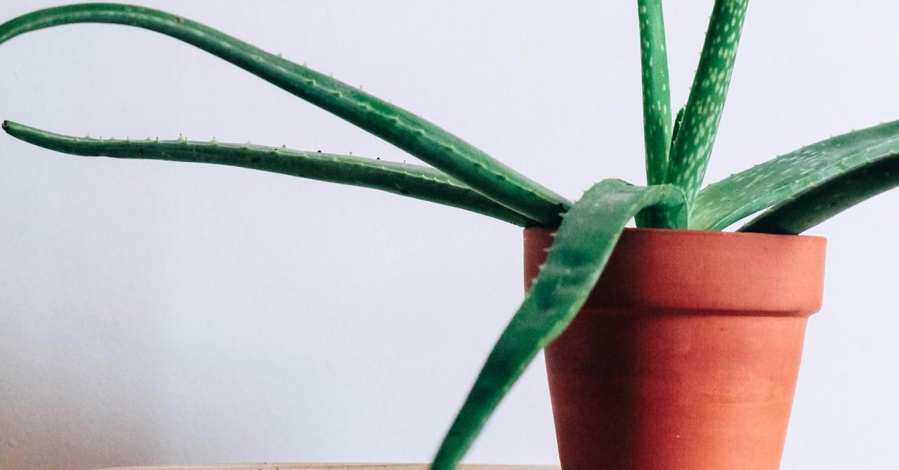 why having house plants will keep you happy healthy