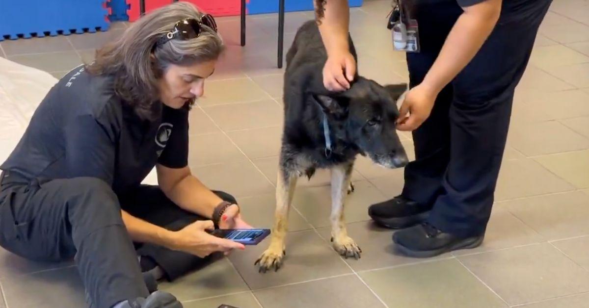 Image of Firefighters were able to find Bella's family thanks to her microchip.