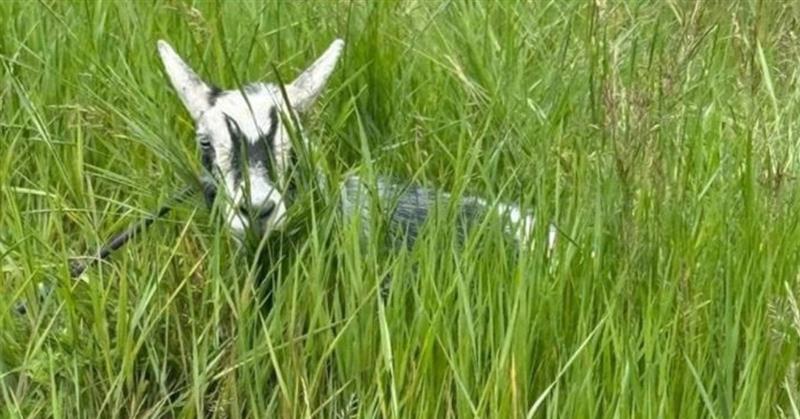 Image of Goats scattered around the highway after their trailer detached from its towing vehicle.