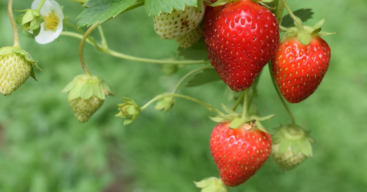 strawberries