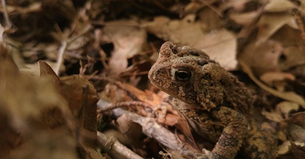 Image of It's not the first time scientists have found live-bearing toads in the wild.