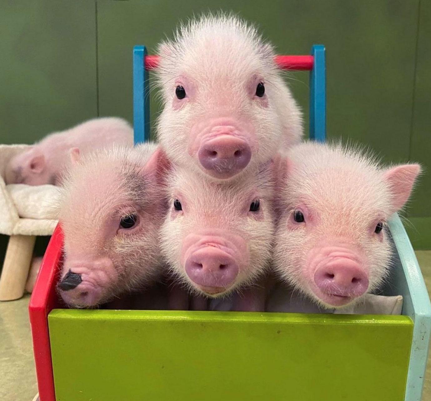 micro pigs at cafe in japan