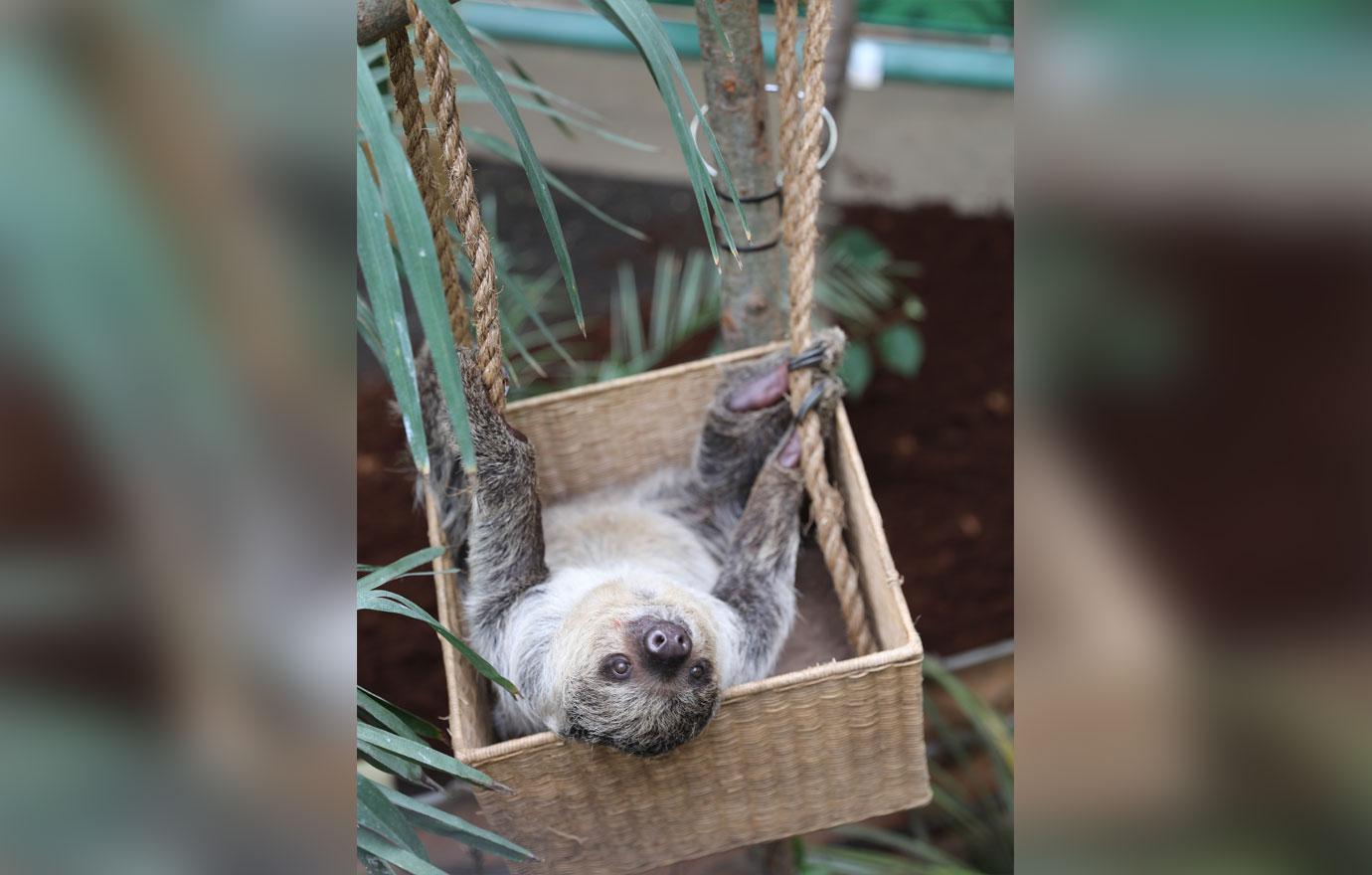 slovenly sloths snack and relax in new home