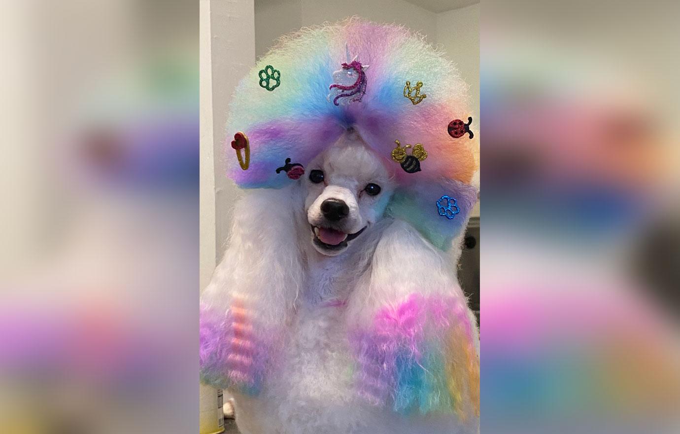 pampered pooches extravagant makeovers