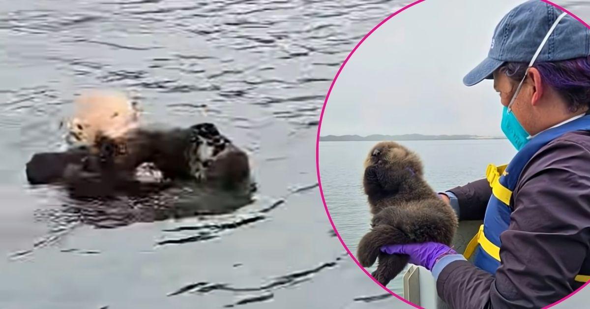 Image of A stranded sea otter pup was successfully reunited with its mom in Morro Bay, Calif.