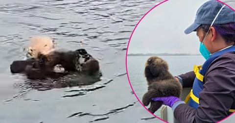 Image of A stranded sea otter pup was successfully reunited with its mom in Morro Bay, Calif.