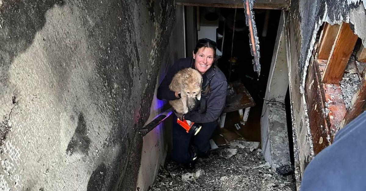 Image of Firefighter Traci McMillen was praised for rescuing the cat.