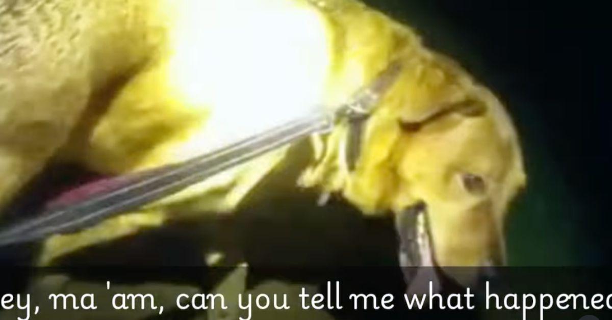 Image of Eeyore kept close watch on his grandma after she fell.