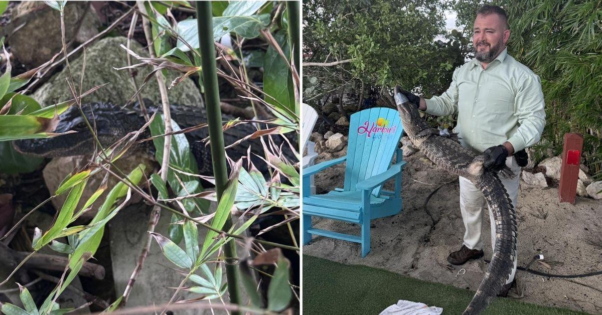 photo of alligator crashing tiki bar.