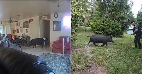 Image of A wild boar smashed into a Florida home through a glass door.