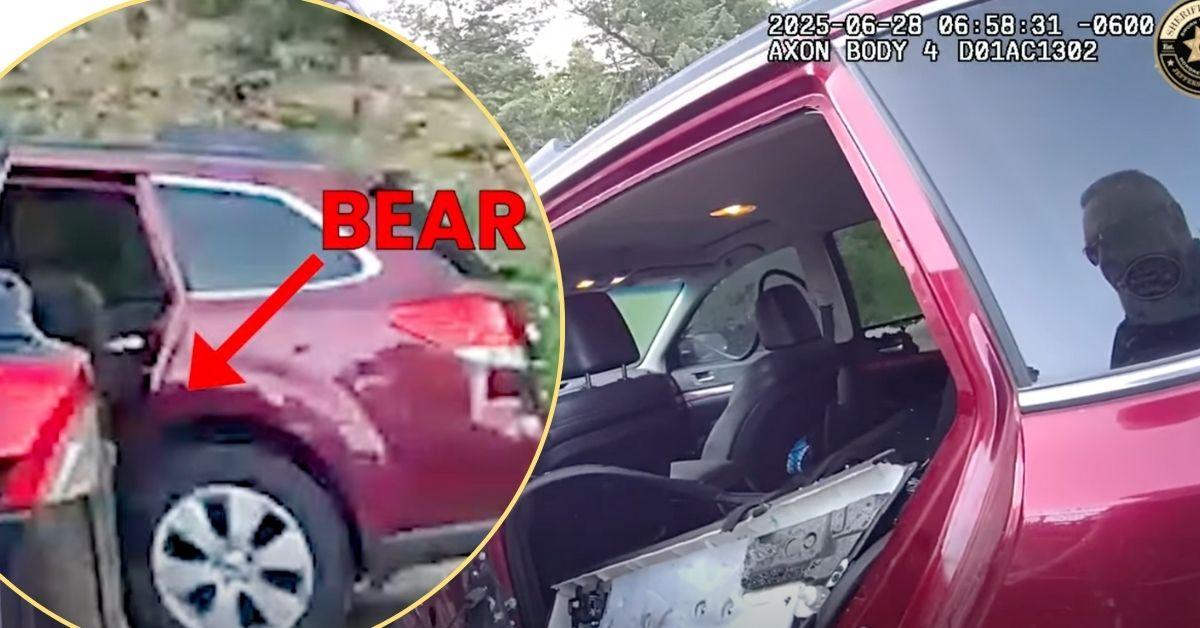 Image of A bear broke into a vehicle in Colorado.