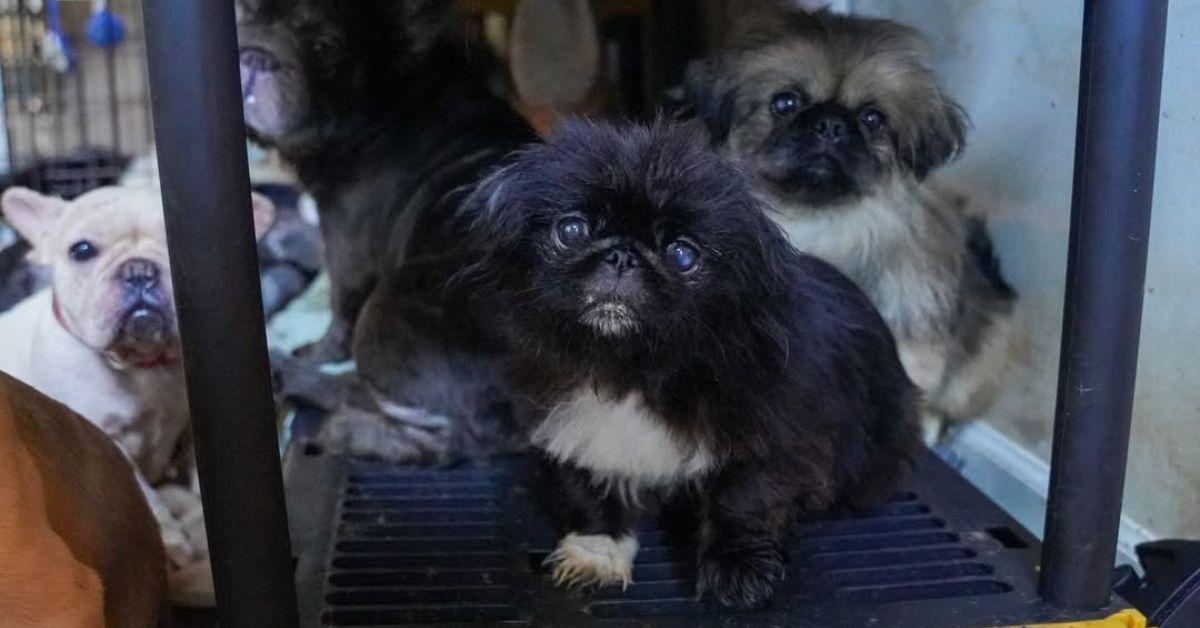 Image of Police found dozens of Pekingese dogs and French bulldogs when executing a search warrant concerning animal cruelty.