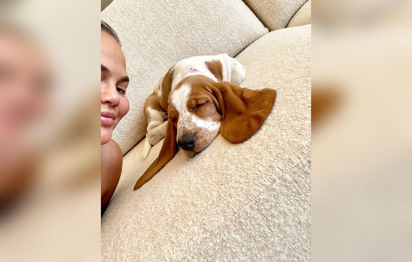 chrissy teigen john legend adopt adorable basset hound