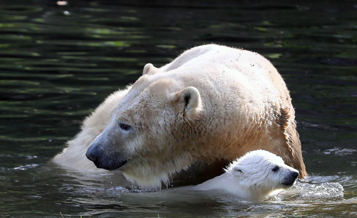 first outing baby polar bear with mom mh