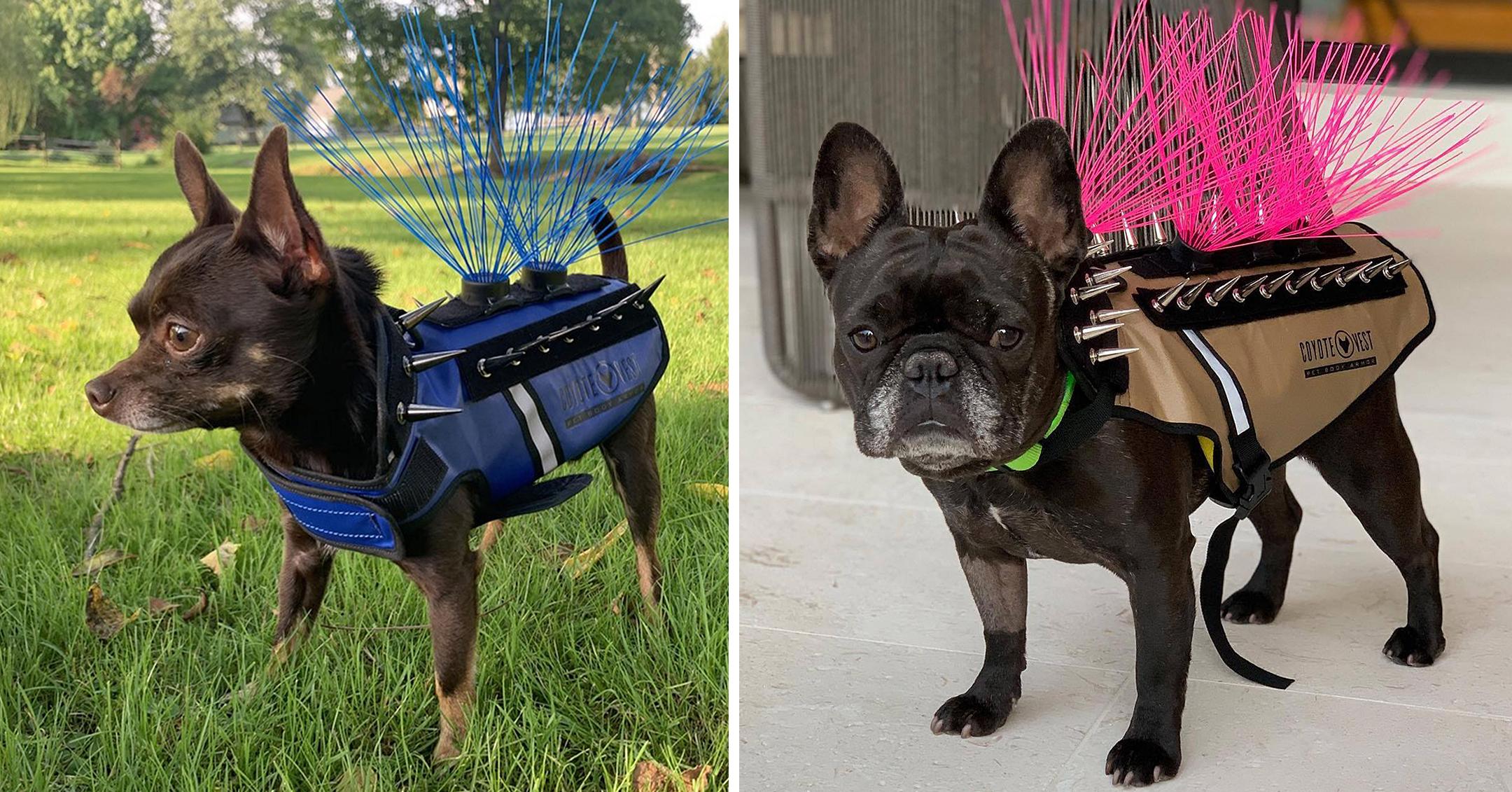 Vest for dogs to protect sale from coyotes