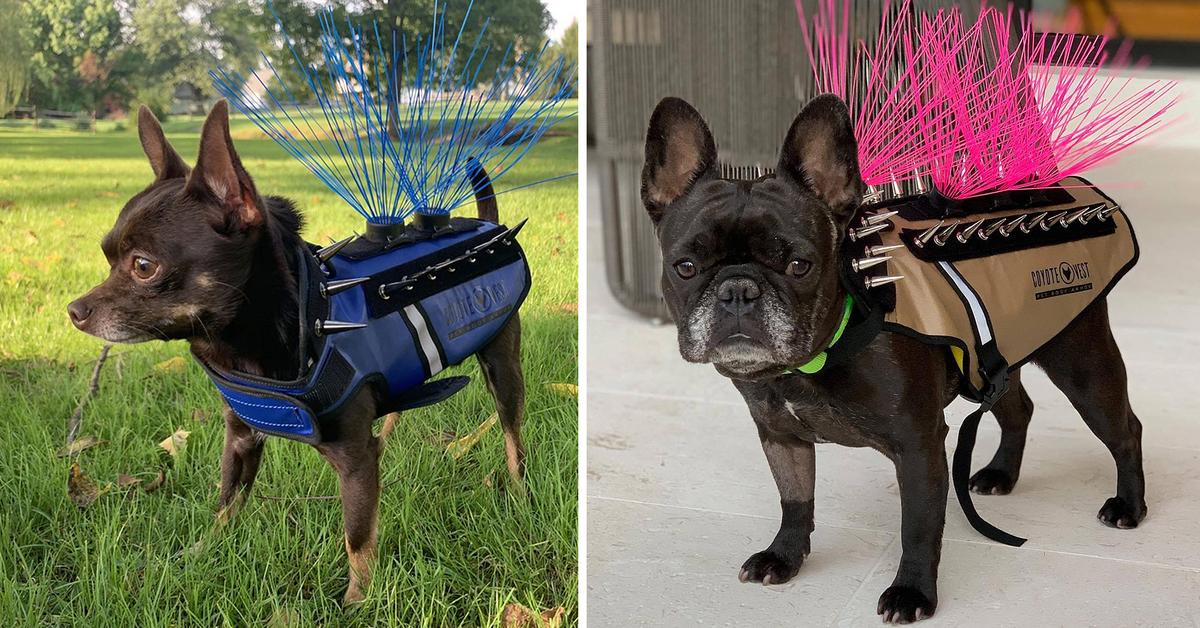 Tiny dog kitted out with 'battle suit' after hawks try to nab her