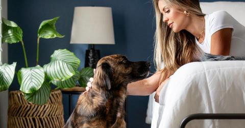 birchwood bark a revolution in pet comfort with a conscience