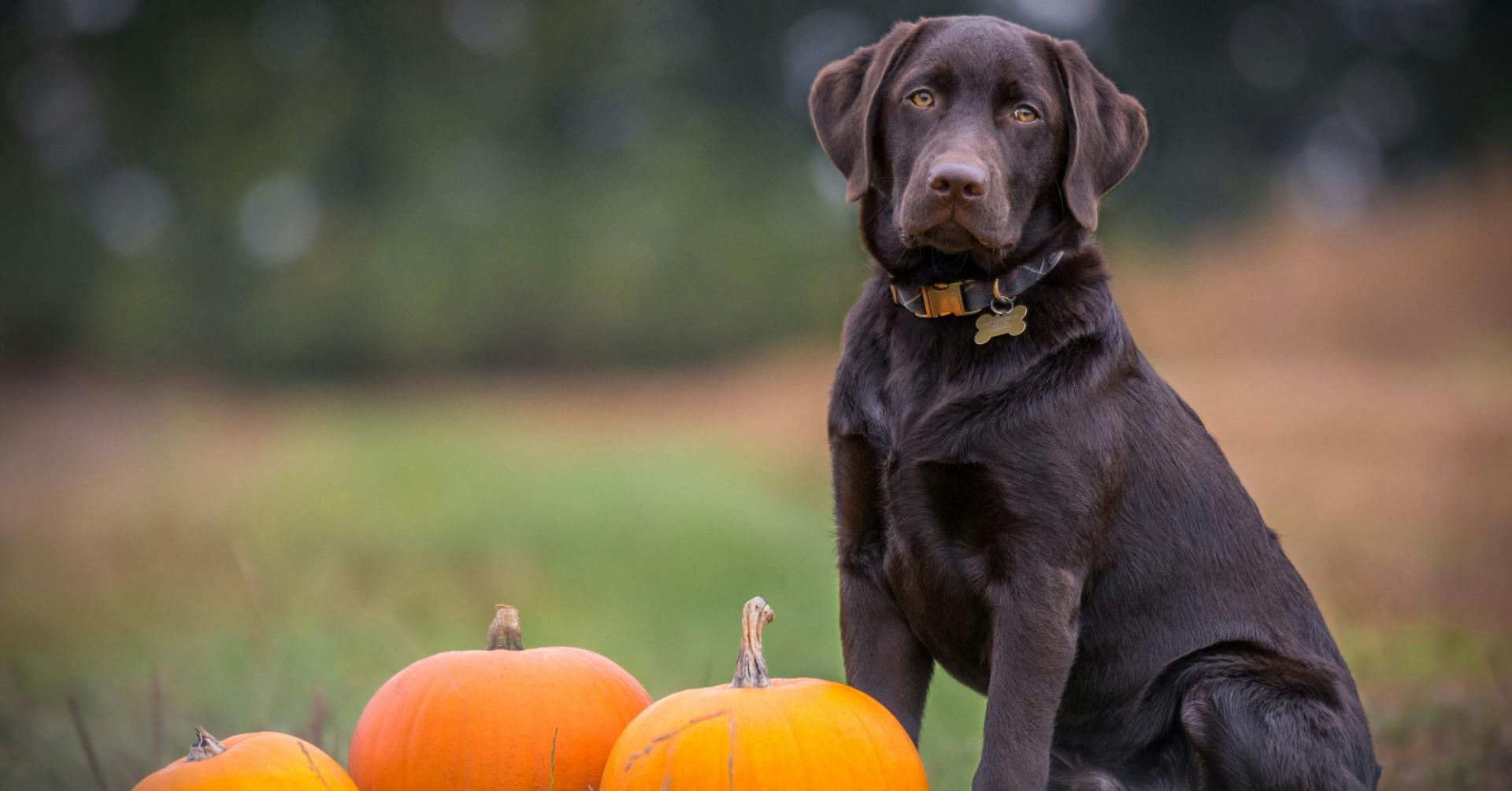 top halloween safety tips