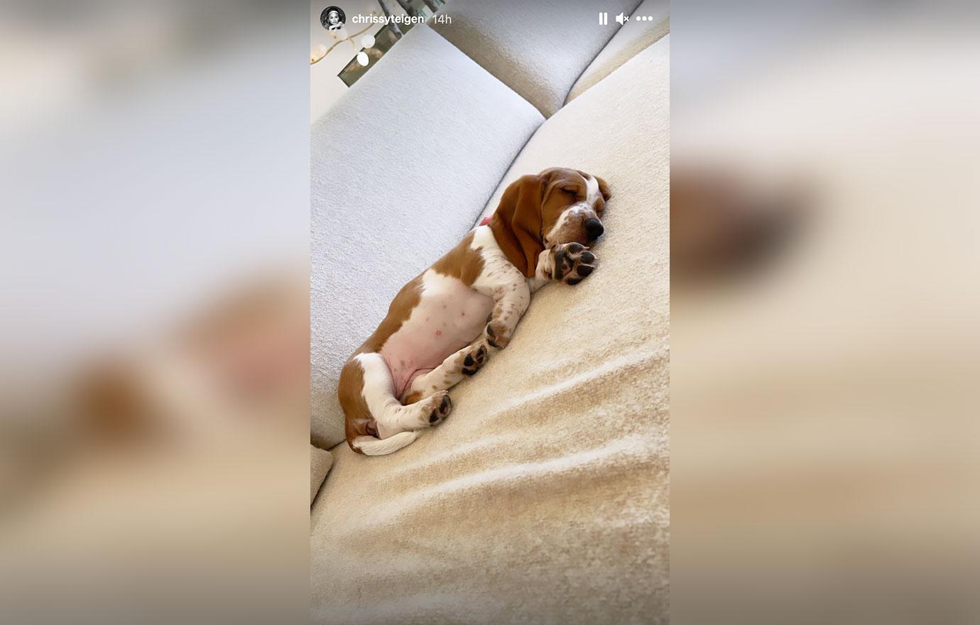 chrissy teigen john legend adopt adorable basset hound