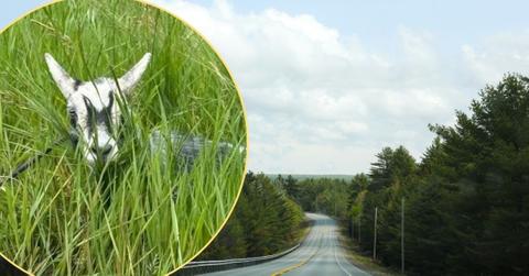 Image of Police in Maine had to corral 15 goats causing disruption on a highway.