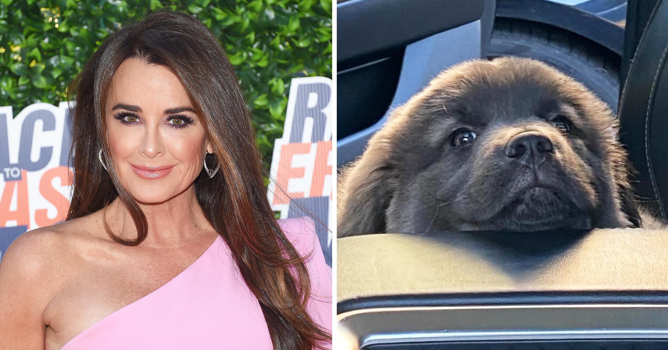 kyle richards adopts new puppy mh