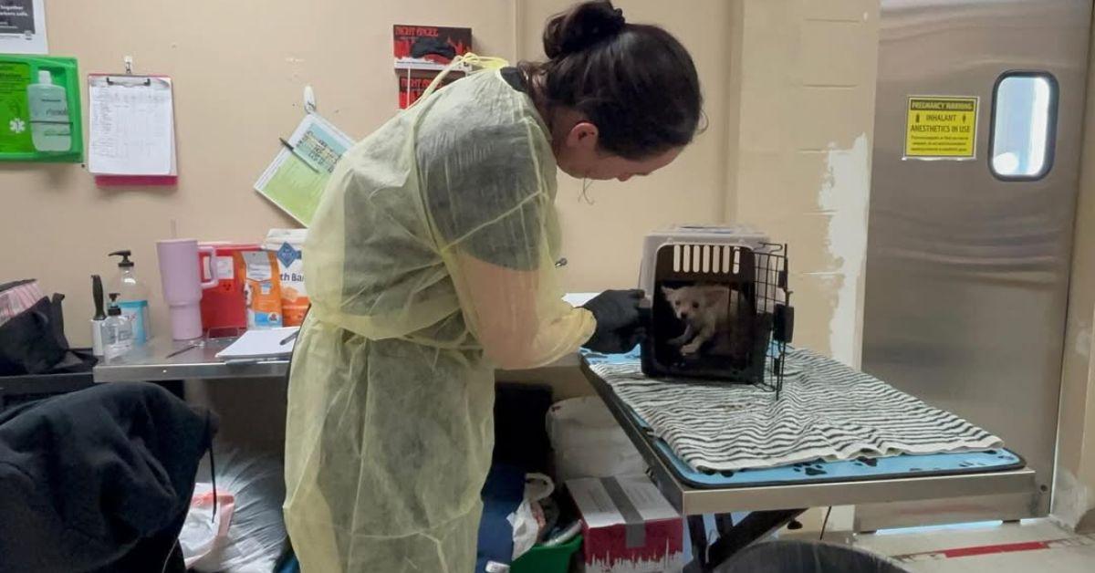 Image of The rescued animals were given care after being rescued from the abandoned apartment.