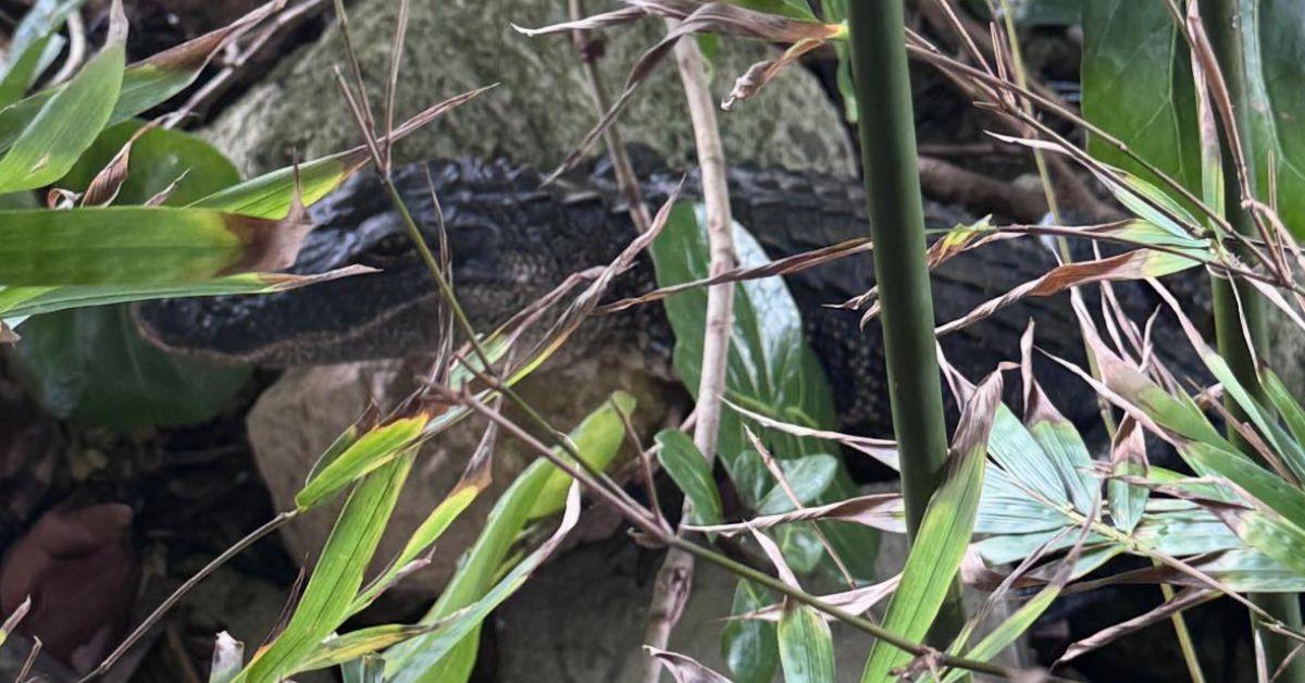 Image of Patrons at a tiki bar in Florida were shocked when an alligator crashed their party.