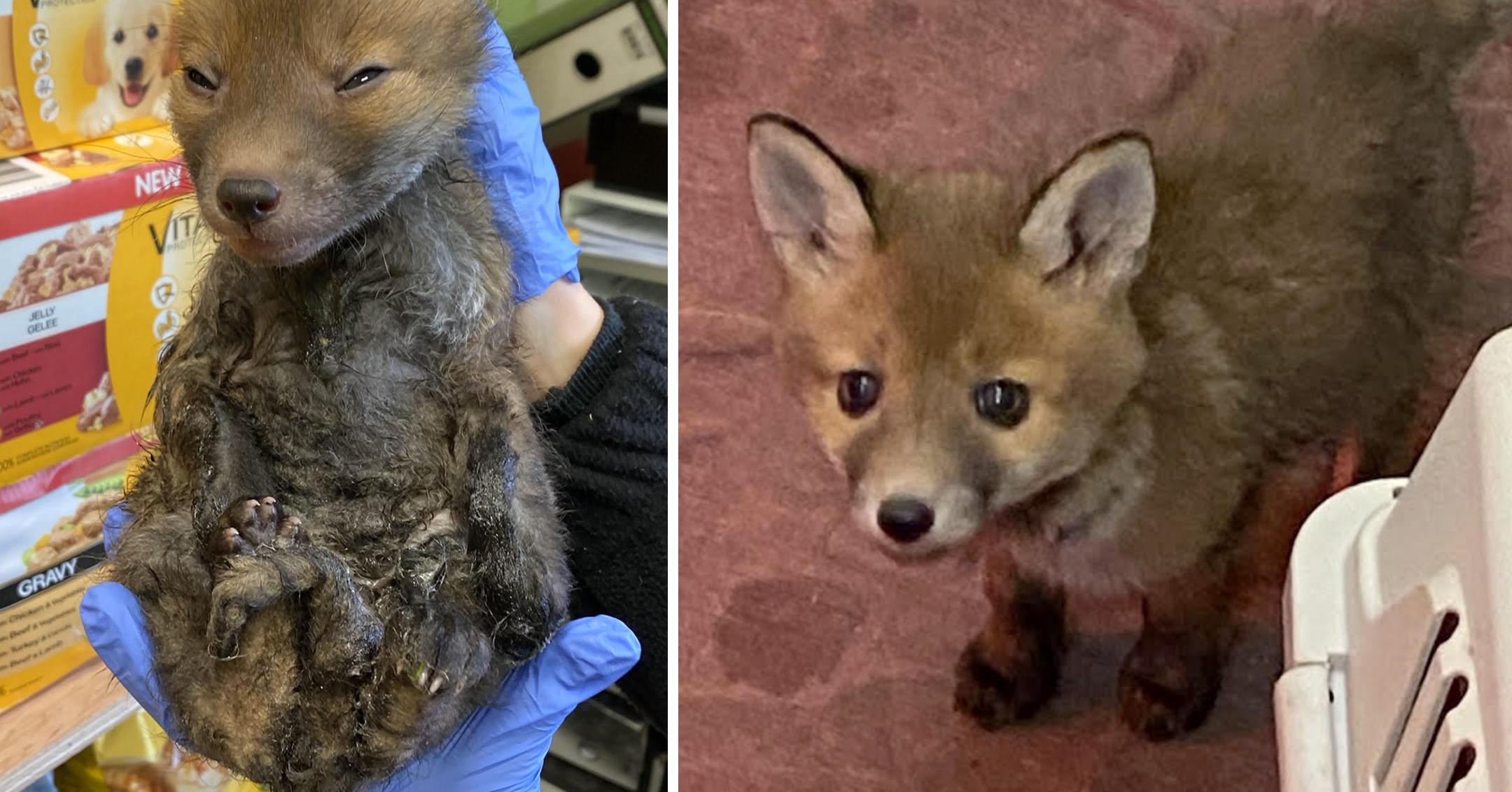 fox cub named sticky on the road to recovery after getting stuck in glue trap