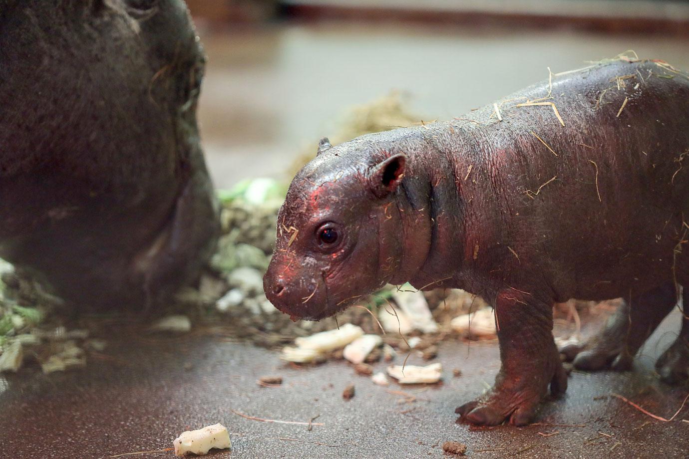 endangered pygmy hippo calf born at zoo