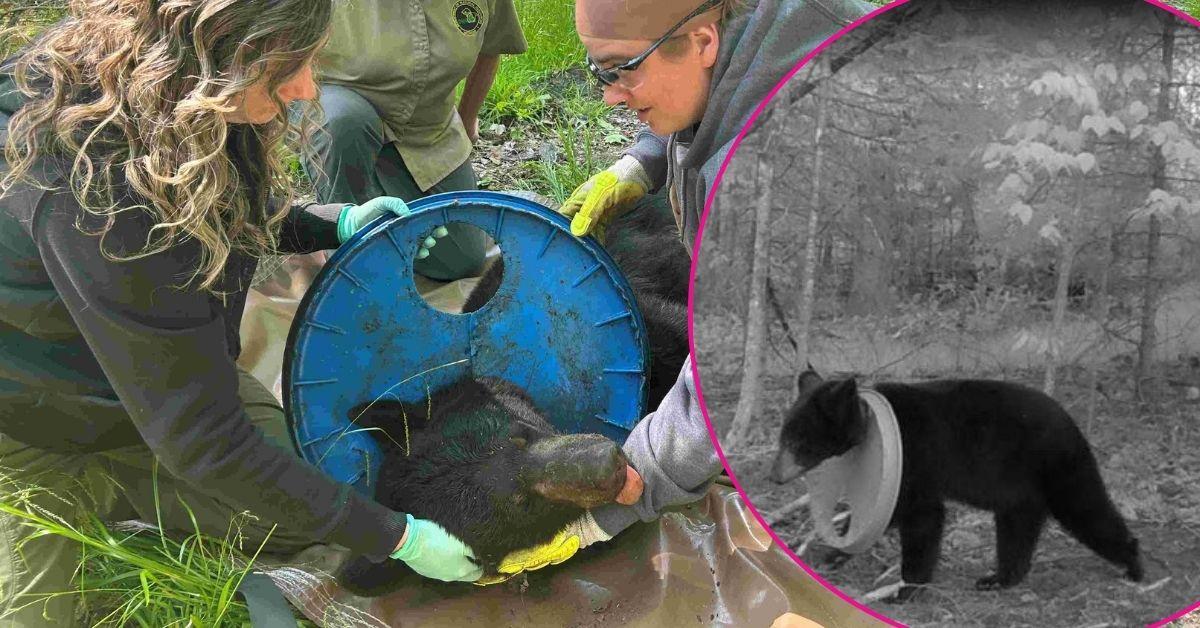 Image of A bear in Michigan finally got a blue plastic lid taken off his neck after two years.