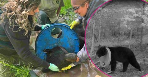 Image of A bear in Michigan finally got a blue plastic lid taken off his neck after two years.
