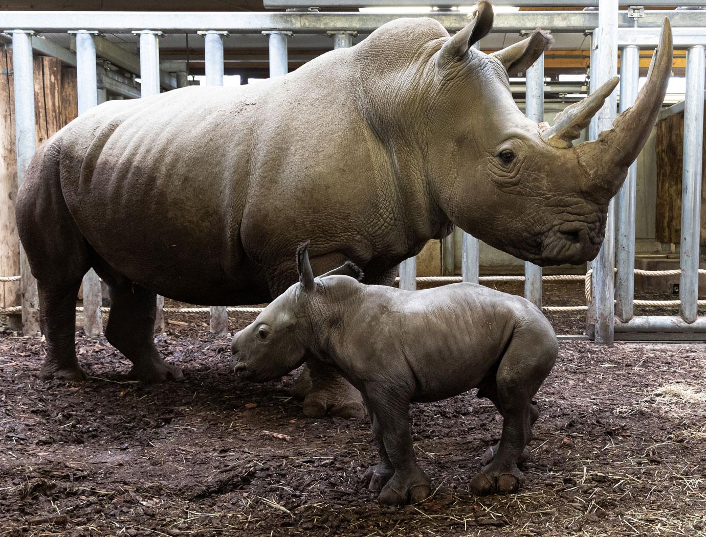 rhino baby born at burgers zoo in arnhem netherlands