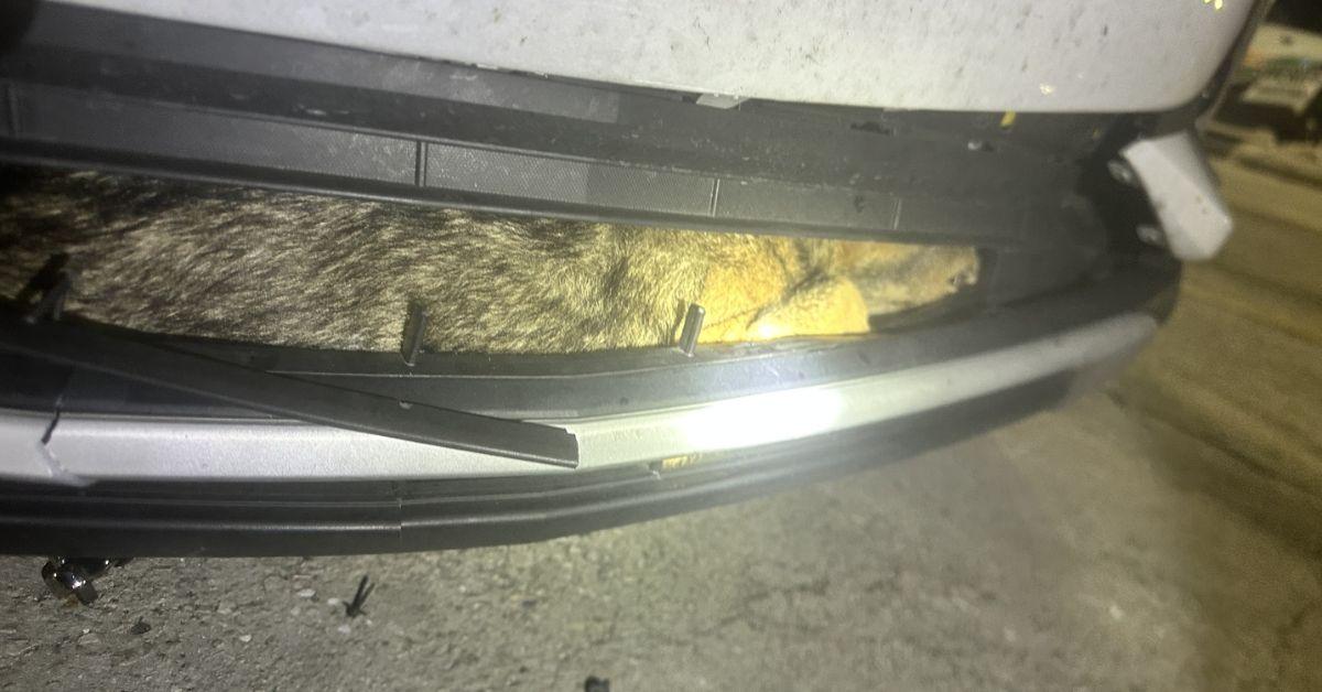 Image of The vehicle's owner had quite the surprise when they saw the fur coming out of their bumper.