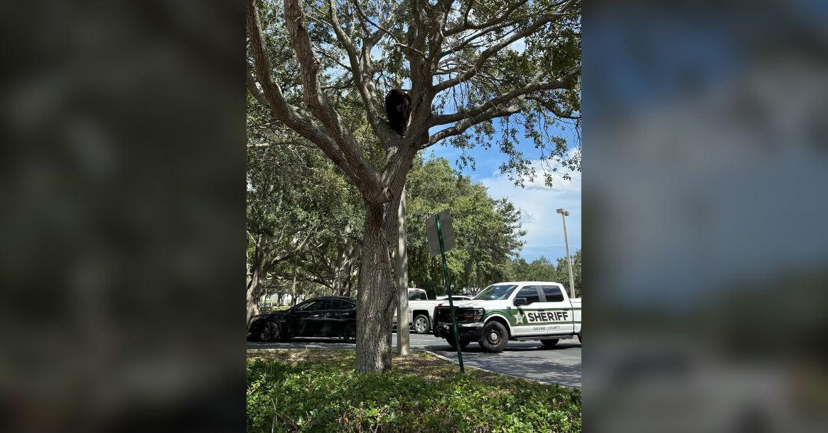 Image of The Sheriff Department arrived to find the injured black bear hiding in a nearby tree.
